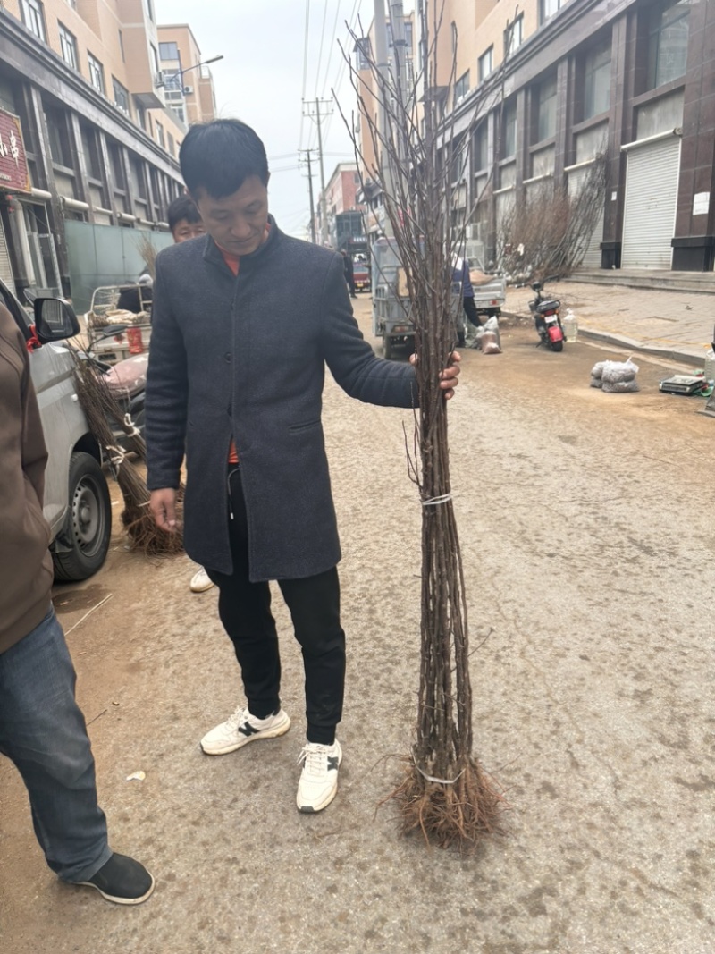 精品苹果苗，东北抗寒各种精品苗保纯度
