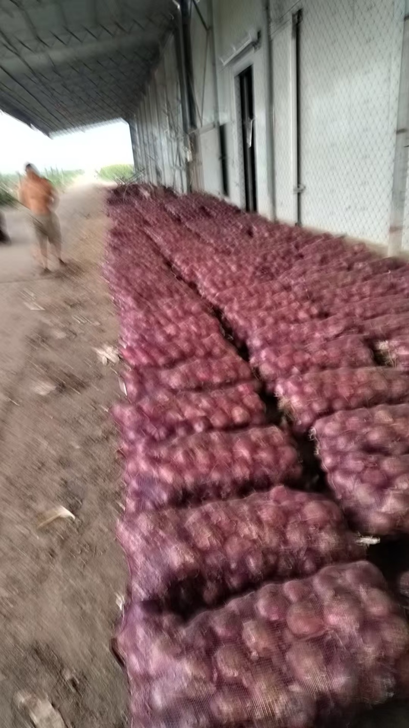 河南精品紫皮洋葱大量接单供应商超市场团购电商欢迎来电