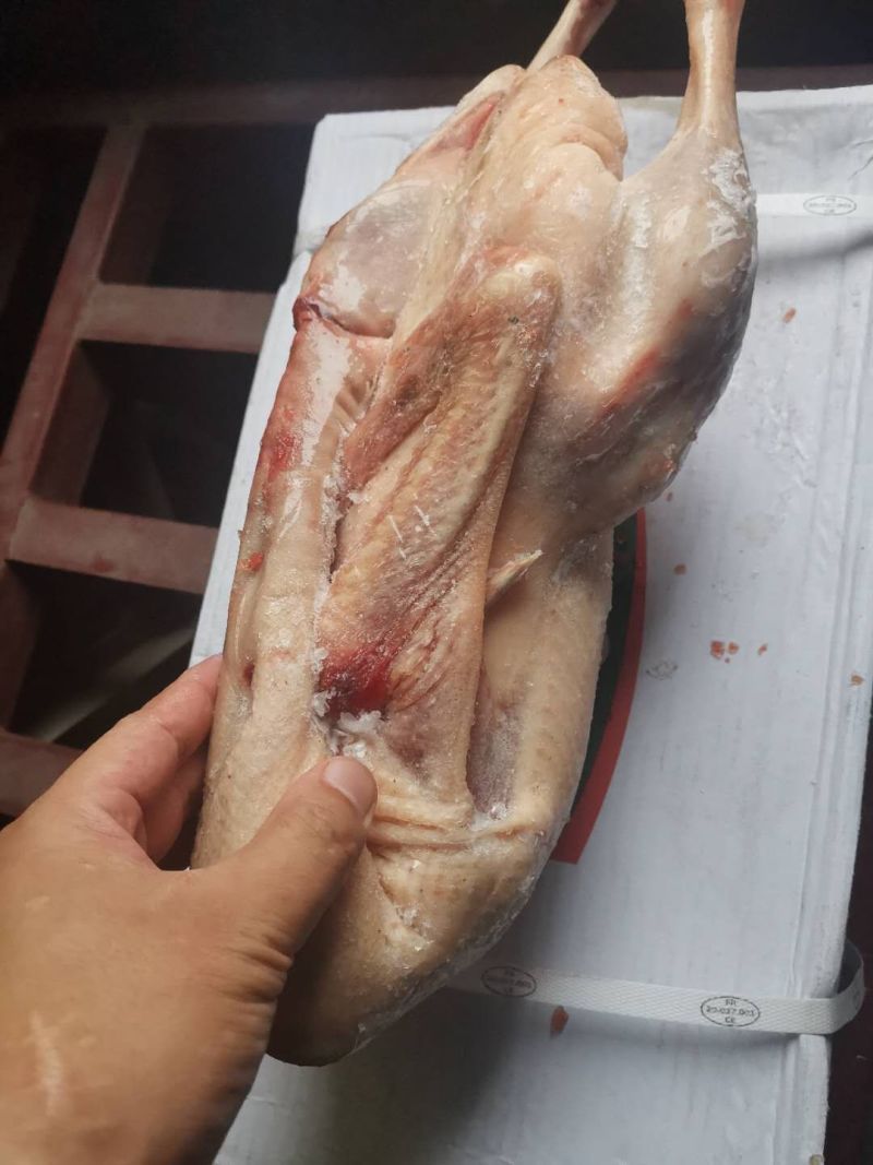大鹅仔鹅
