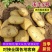 湖北黄心土豆沃土5号货源充足量大从优全国发货