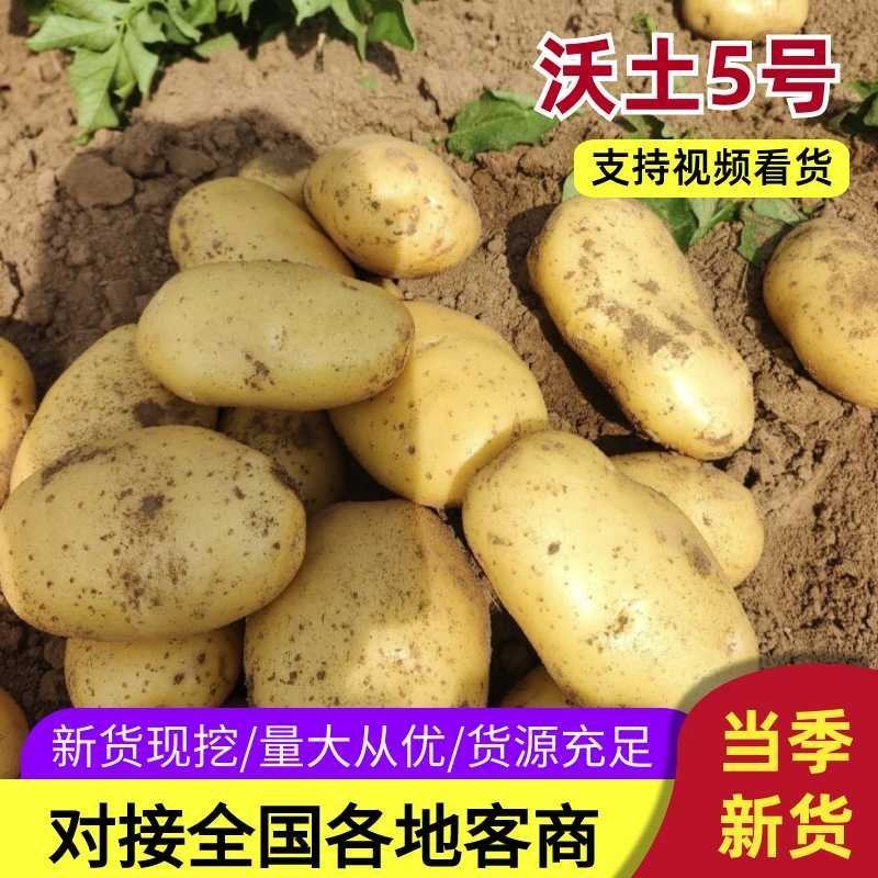 湖北黄心土豆沃土5号货源充足量大从优全国发货