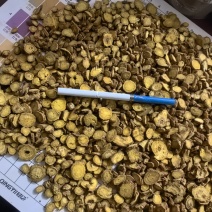 黄芩片基地直供品质优可对接药厂可视频看货