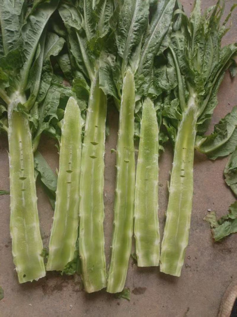 滨州青皮青肉的鲜莴苣肉大批量上市供应，个大肉多。出品率高