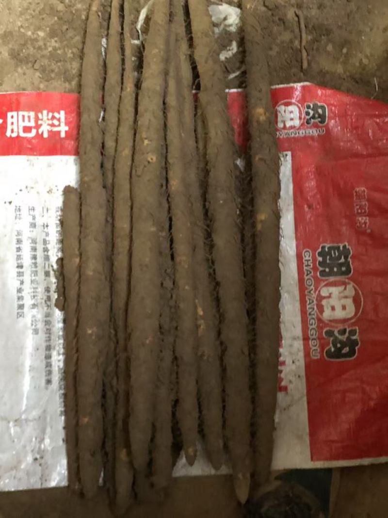 麻山药