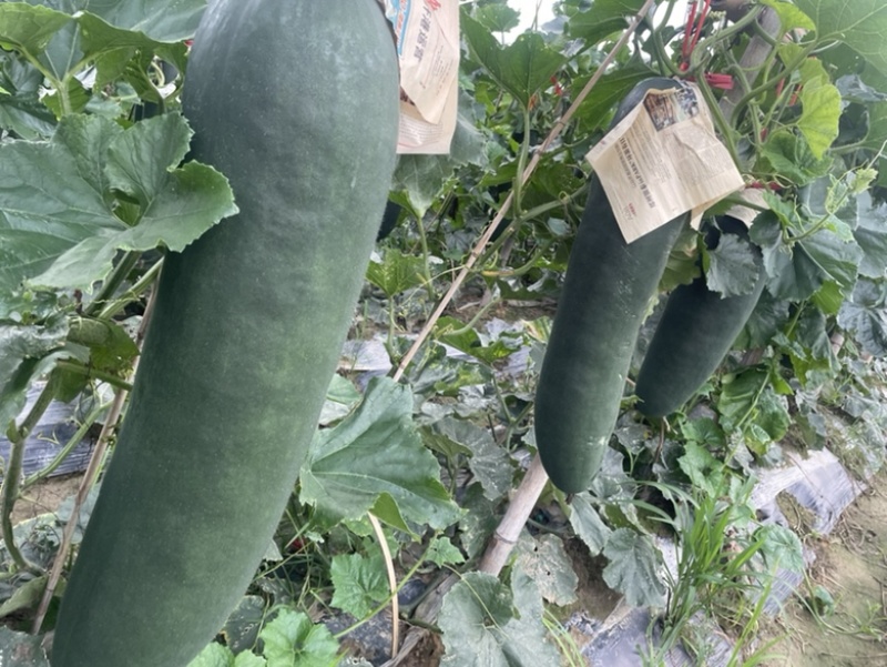 广西黑皮冬瓜