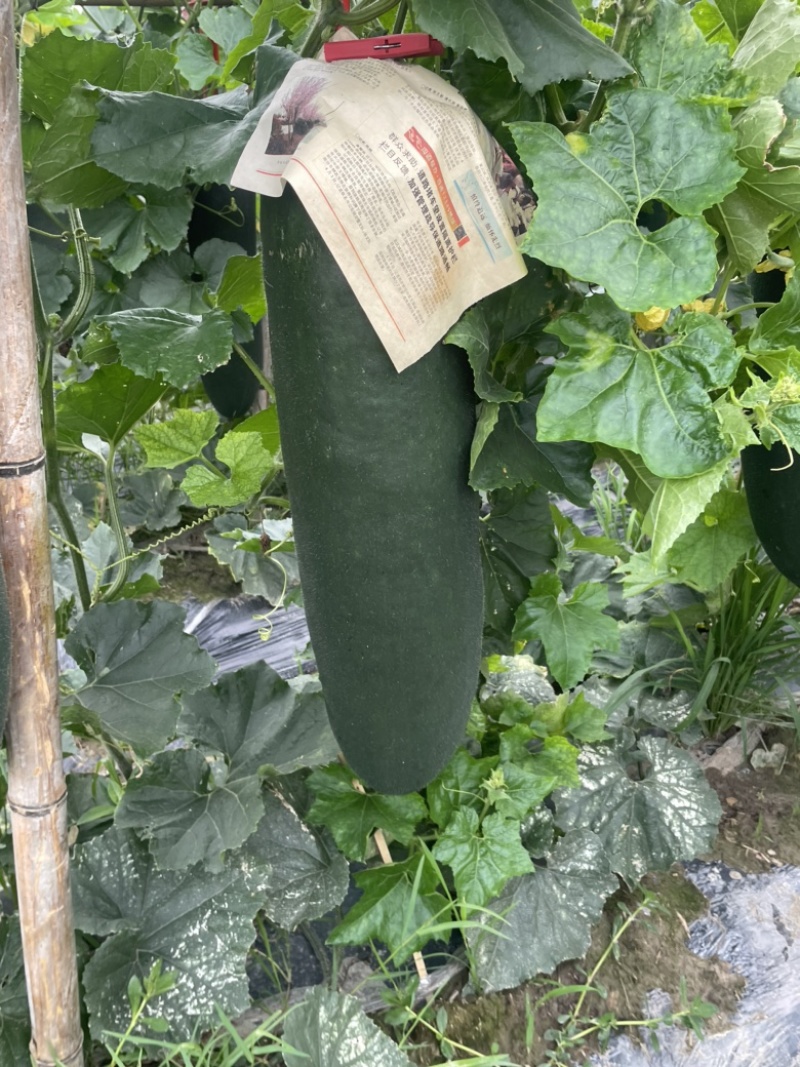 广西黑皮冬瓜