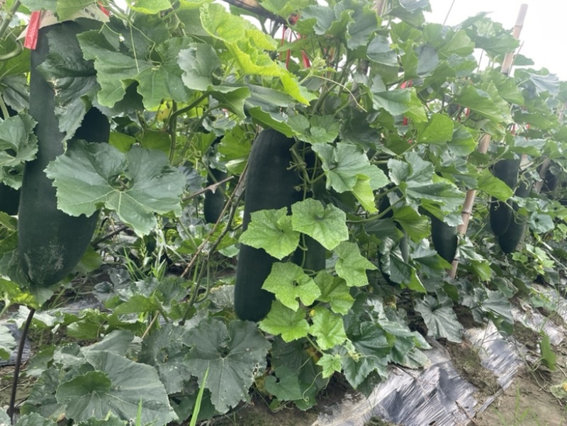 广西黑皮冬瓜