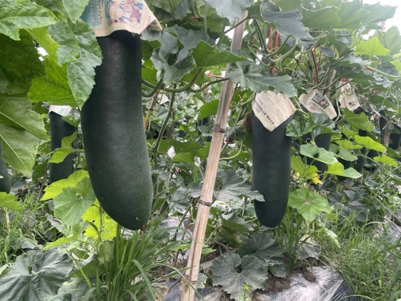 广西黑皮冬瓜