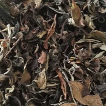 普洱茶第一县勐海名山.布郎山.乔木白茶
