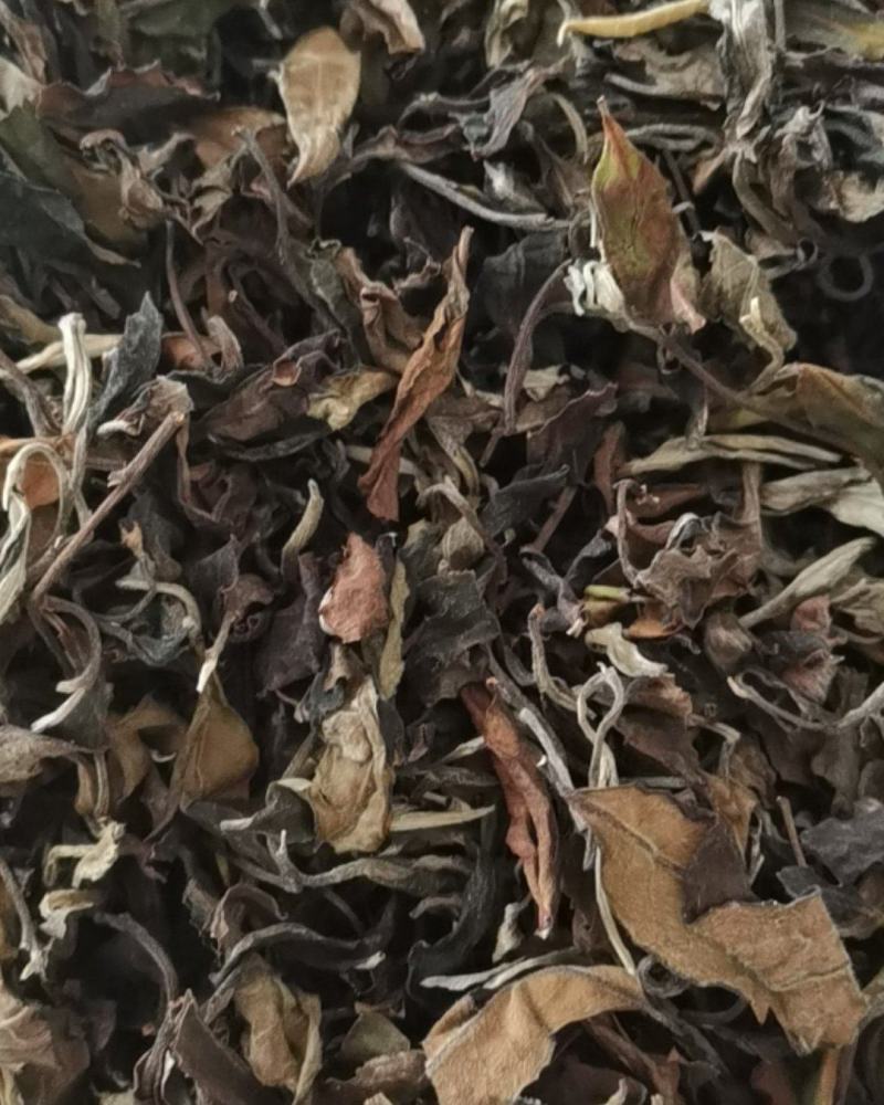 普洱茶第一县勐海名山.布郎山.乔木白茶