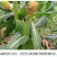 四川新鲜糯玉米大量上市代办代发需要联系