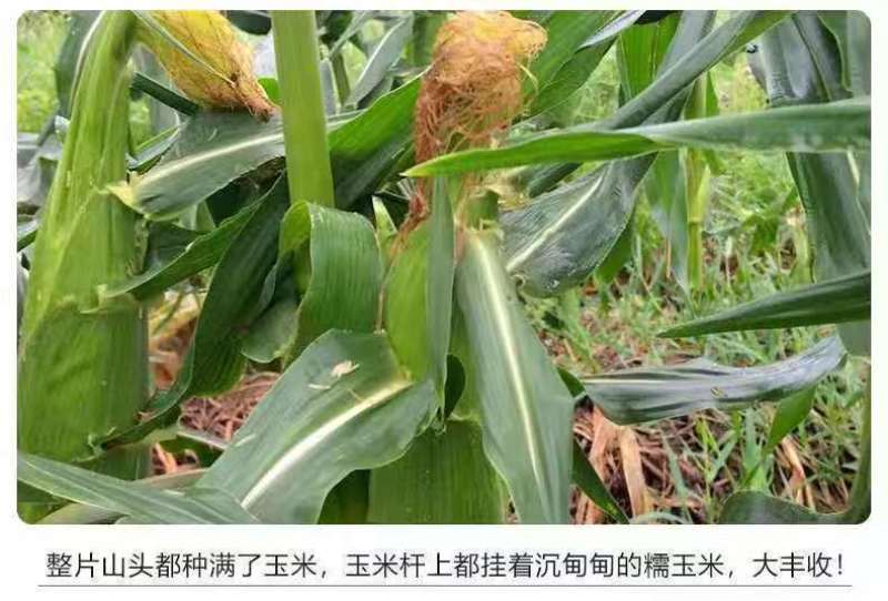 四川新鲜糯玉米大量上市代办代发需要联系