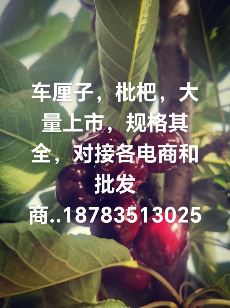 汉源大樱桃，黄果柑，基地，规格其全，对接各电商和批发商