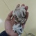 翻花小章鱼