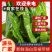 盐渍海白菜梗新鲜裙带菜5斤/箱头茬新菜