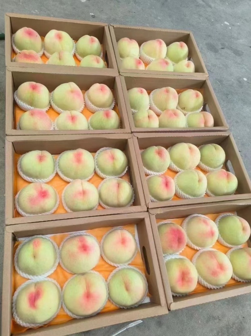 阳山水蜜桃，一件代发，自家果园，电商合作，市场批发