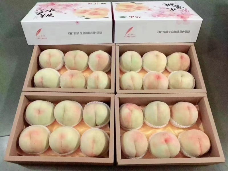 阳山水蜜桃，一件代发，自家果园，电商合作，市场批发