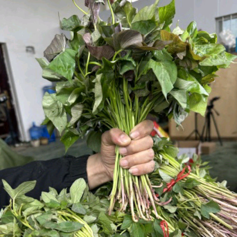 红薯苗育苗基地红薯苗批发红薯苗产地直销