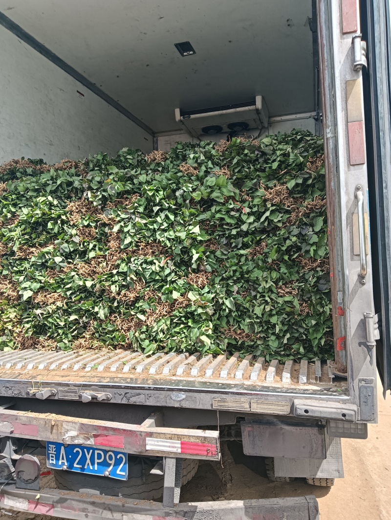 红薯苗育苗基地红薯苗批发红薯苗产地直销