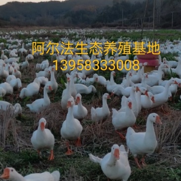 浙东白鹅