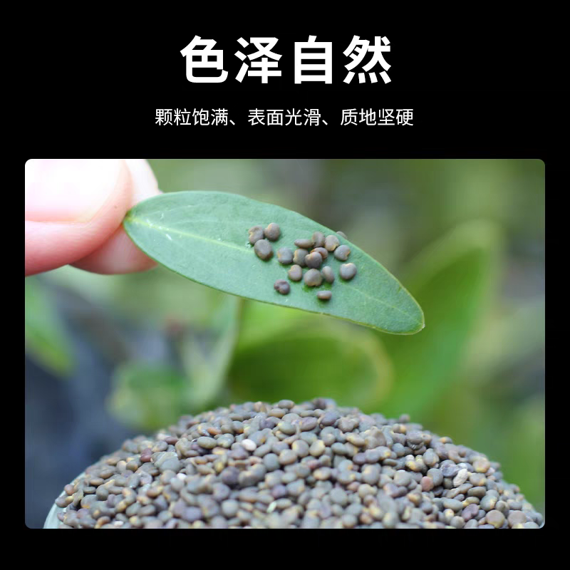 沙苑子批发中药材原料批发500克批发中药材无硫正品批发中