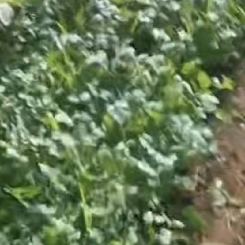 香菜大量出售产地直发.价格美丽对接全国欢迎老板采购