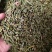 木贼中药材天然野生正品木贼木贼草节节草散装批发