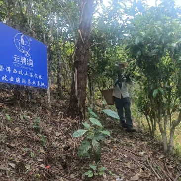 云南墨江北回归线西歧山原生态桫椤林普洱茶，自由基地