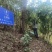 云南墨江北回归线西歧山原生态桫椤林普洱茶，自由基地