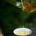 云南墨江北回归线西歧山原生态桫椤林普洱茶，自由基地