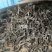 云南墨江北回归线西歧山原生态桫椤林普洱茶，自由基地