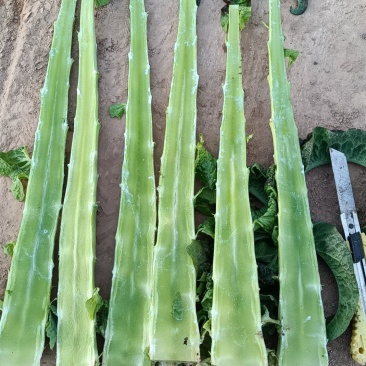 红莴笋大量上市中