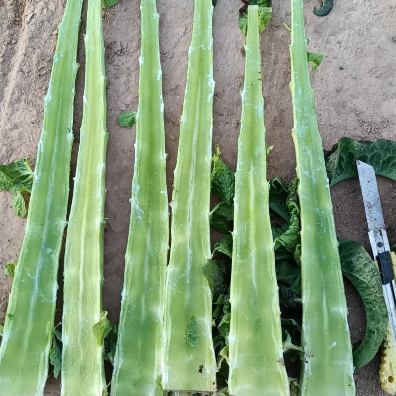 红莴笋大量上市中