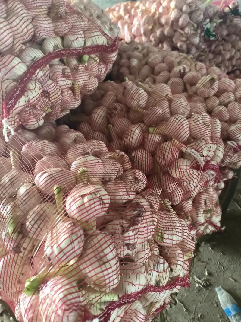 大蒜扒皮大蒜紫皮大蒜蒜头货源充足价格优惠交通便利