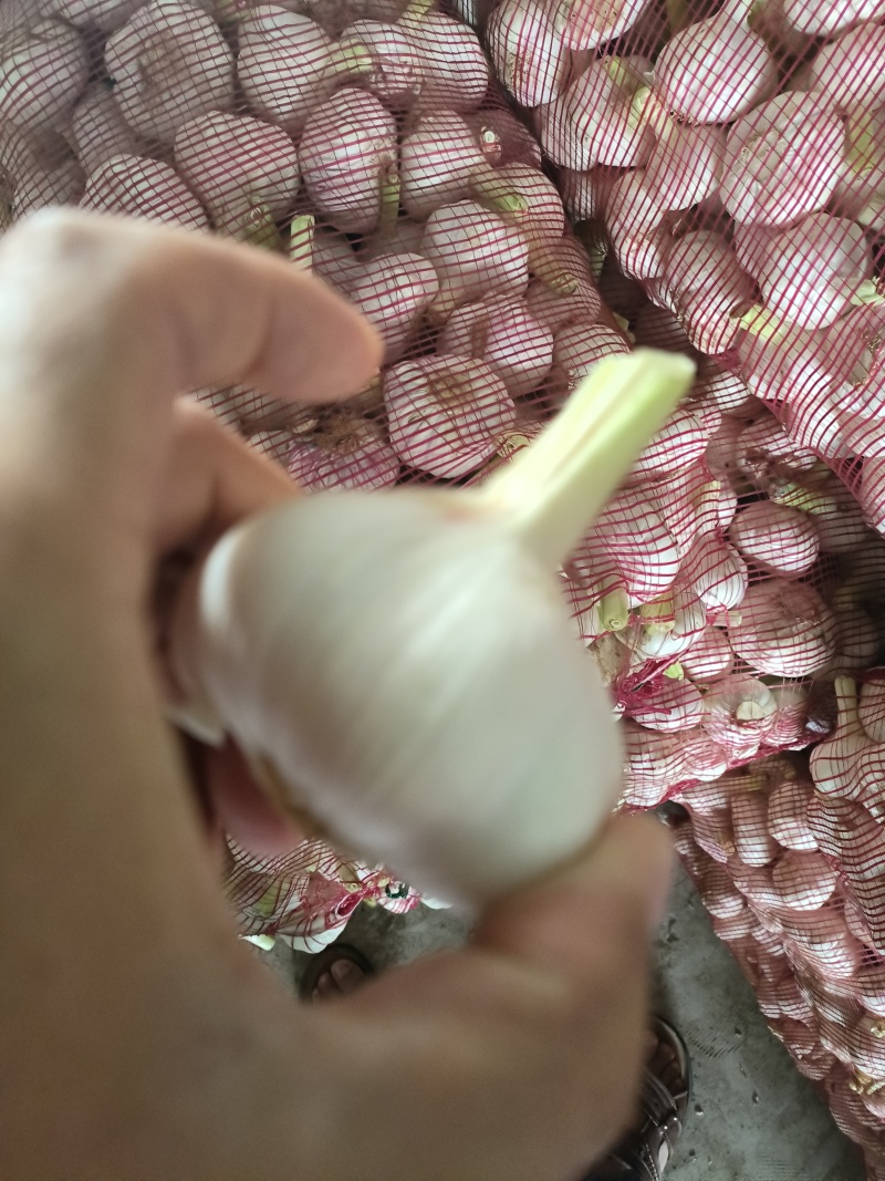大蒜扒皮大蒜紫皮大蒜蒜头货源充足价格优惠交通便利