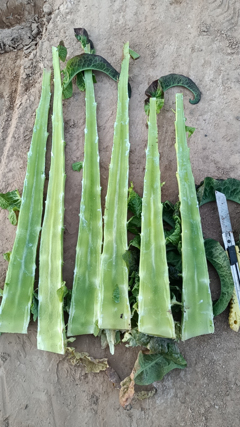 红莴笋大量上市中