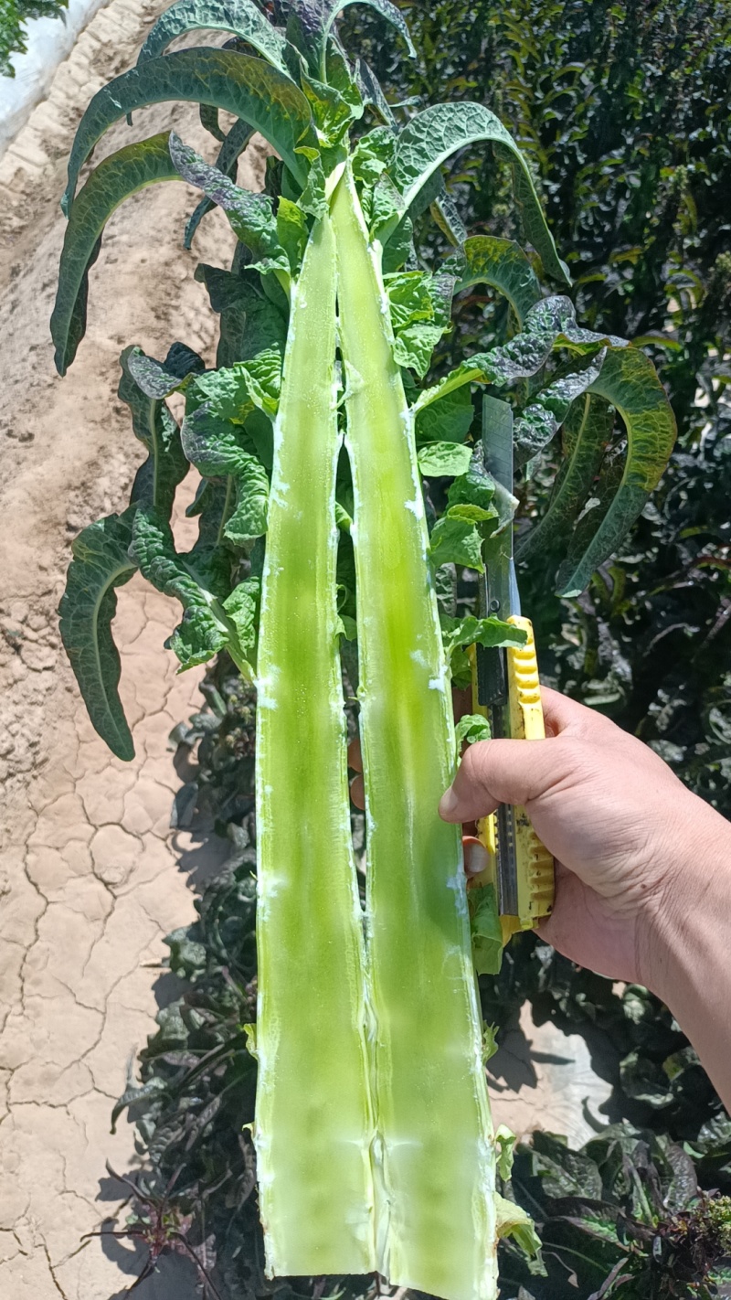 红莴笋大量上市中