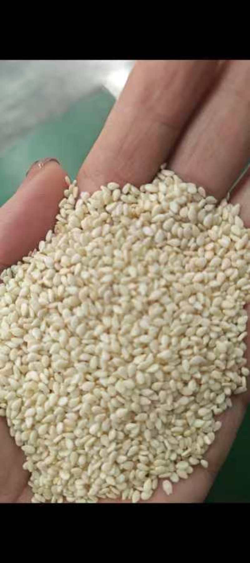 【甄选芝麻酱】品质保障口味醇厚芝麻仁/熟芝麻