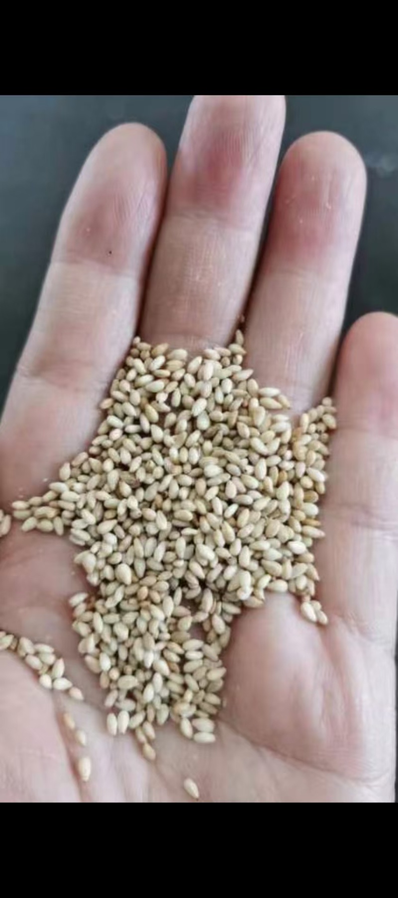 【甄选芝麻酱】品质保障口味醇厚芝麻仁/熟芝麻