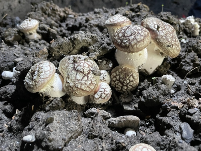 高原反季赤松茸，海拔3500米蓝天白云雪山下种植的赤松茸