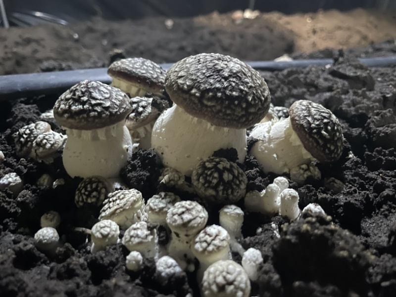 高原反季赤松茸，海拔3500米蓝天白云雪山下种植的赤松茸