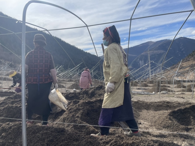 高原反季赤松茸，海拔3500米蓝天白云雪山下种植的赤松茸