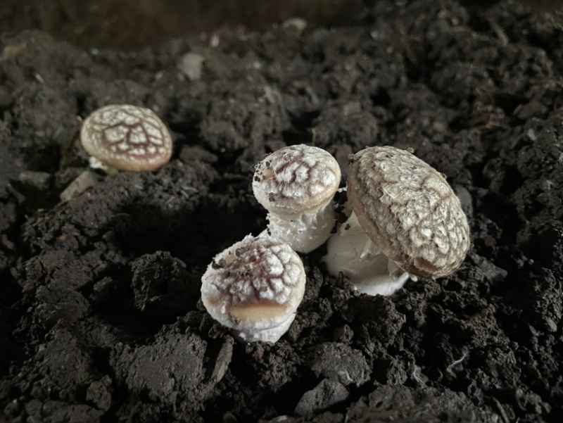 高原反季赤松茸，海拔3500米蓝天白云雪山下种植的赤松茸