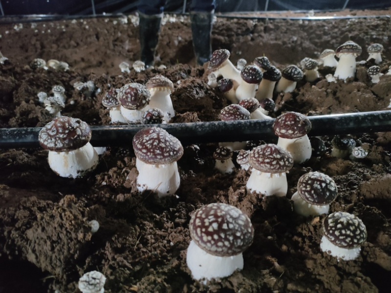 高原反季赤松茸，海拔3500米蓝天白云雪山下种植的赤松茸