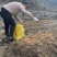 高原反季赤松茸，海拔3500米蓝天白云雪山下种植的赤松茸