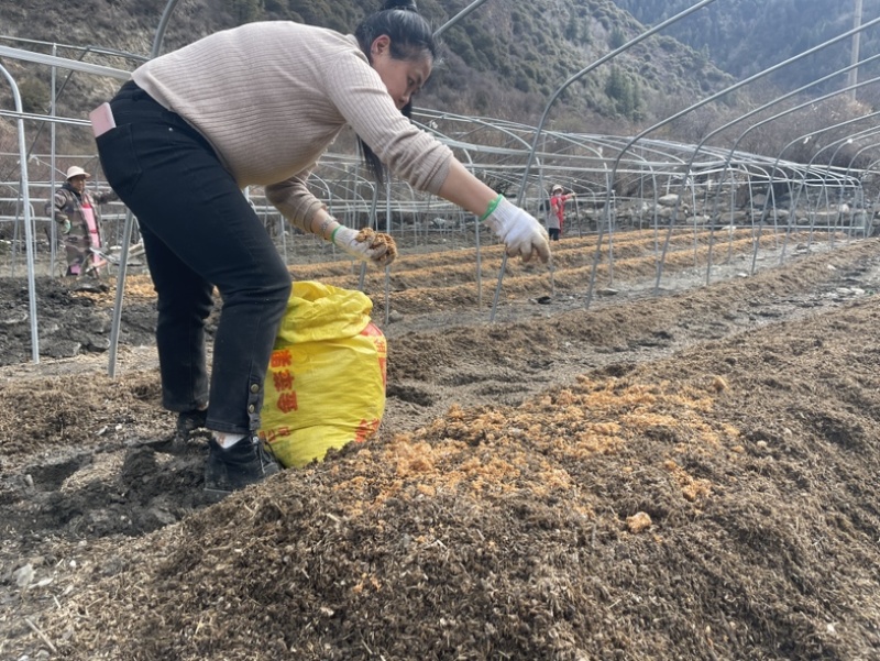 高原反季赤松茸，海拔3500米蓝天白云雪山下种植的赤松茸
