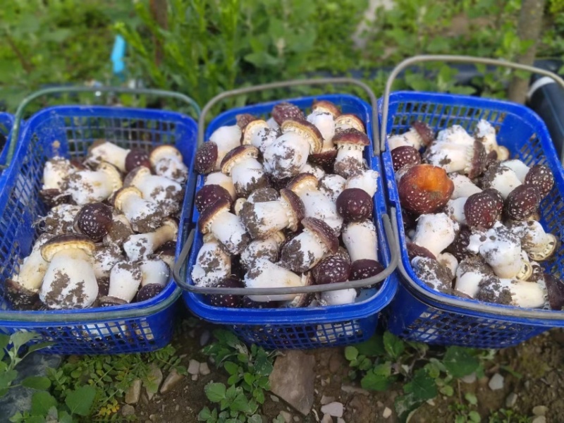 高原反季赤松茸，海拔3500米蓝天白云雪山下种植的赤松茸