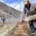 高原反季赤松茸，海拔3500米蓝天白云雪山下种植的赤松茸