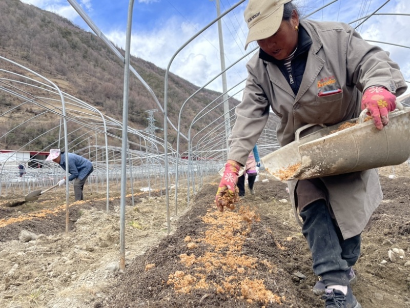 高原反季赤松茸，海拔3500米蓝天白云雪山下种植的赤松茸