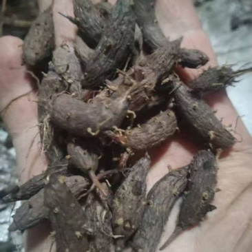 精品香附子大量供货品质保证支持视频看货欢迎来电洽谈